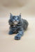 Gray long-haired Maine Coon kitten Jeany sprawled out with paws open, looking adorable