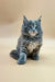 Fluffy gray Maine Coon kitten with bright blue eyes sitting upright, ready to play