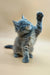 Gray Tabby Maine Coon Kitten Jeany playfully raising one paw up in the air