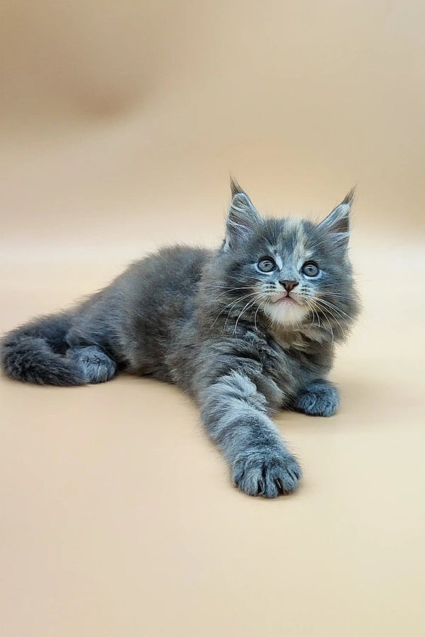 Adorable Gray and White Maine Coon Kitten with Blue Eyes chilling on its tummy