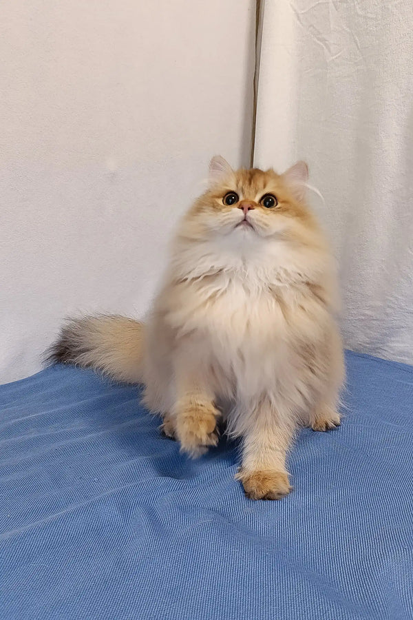 Fluffy golden Chinchilla cat named Jeff, a cuddly British Longhair kitten cutie