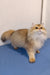 Fluffy golden Persian cat featured in Jeff British Longhair Kitten product image