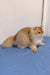 Golden long-haired cat named Jeff, a lovable British Longhair kitten