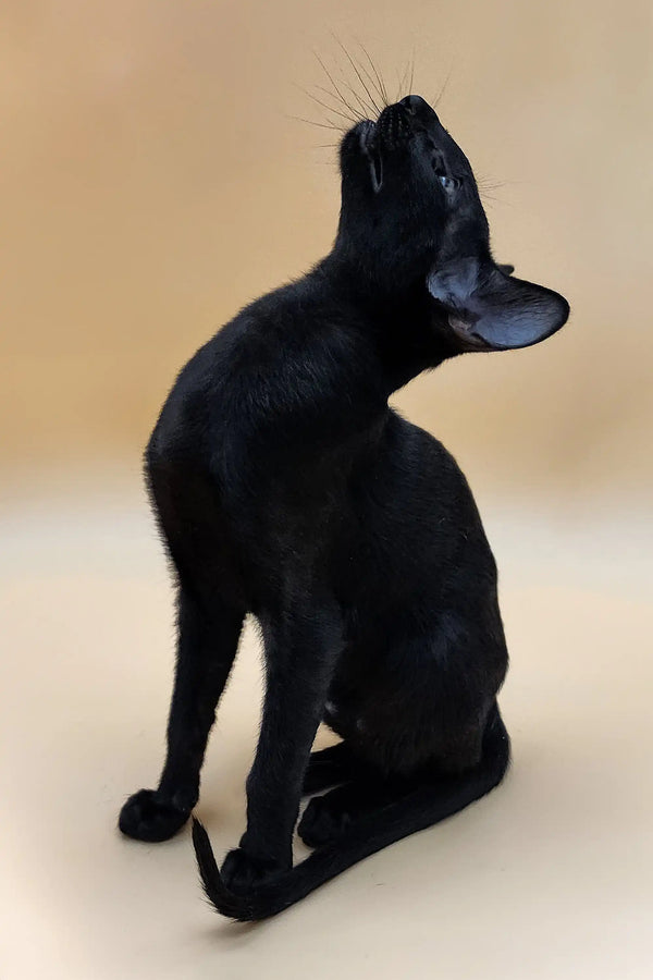 Black cat sitting upright with its head tilted back, perfect for an Oriental Kitten vibe