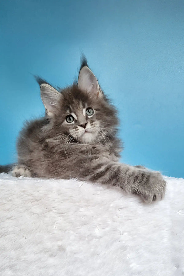 Jemir | polydactyl maine coon