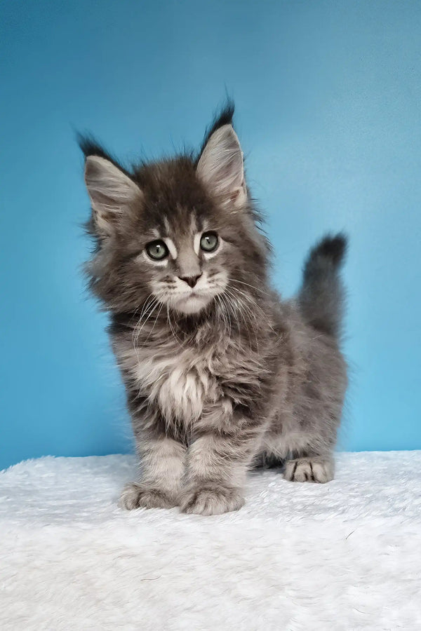 Jemir | polydactyl maine coon