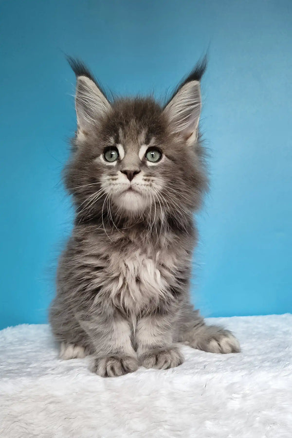 Jemir | polydactyl maine coon