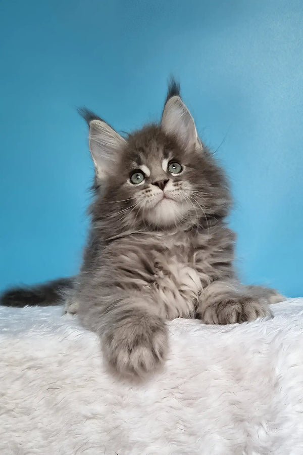 Jemir | polydactyl maine coon
