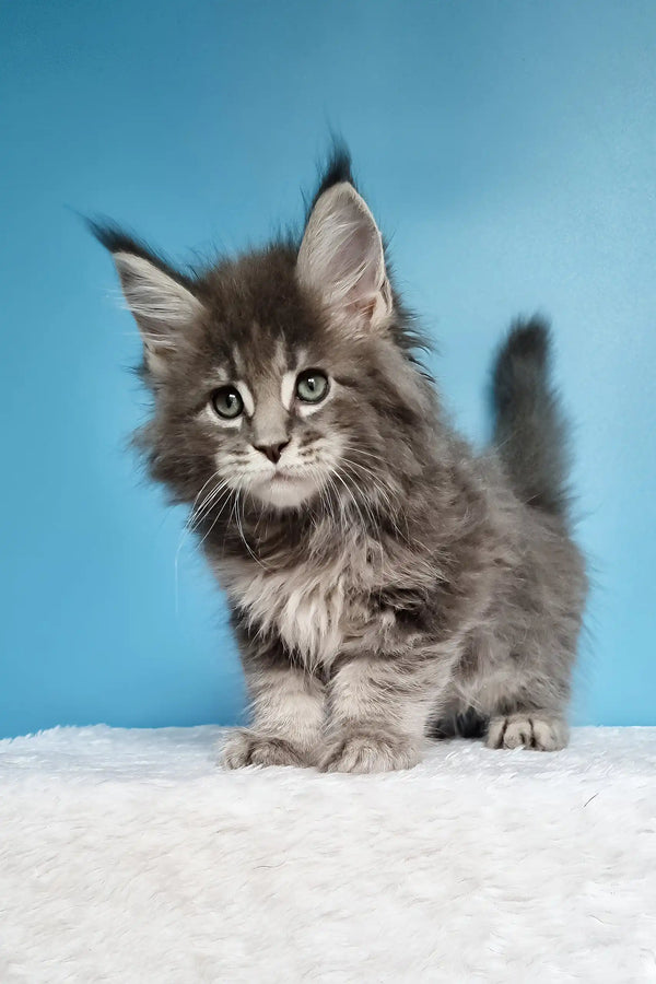 Jemir | polydactyl maine coon