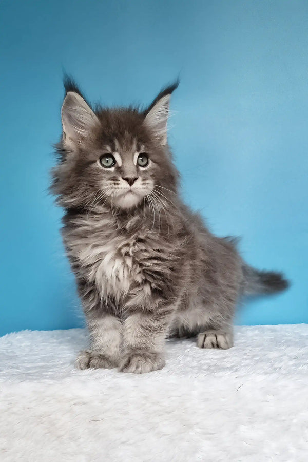 Jemir | polydactyl maine coon