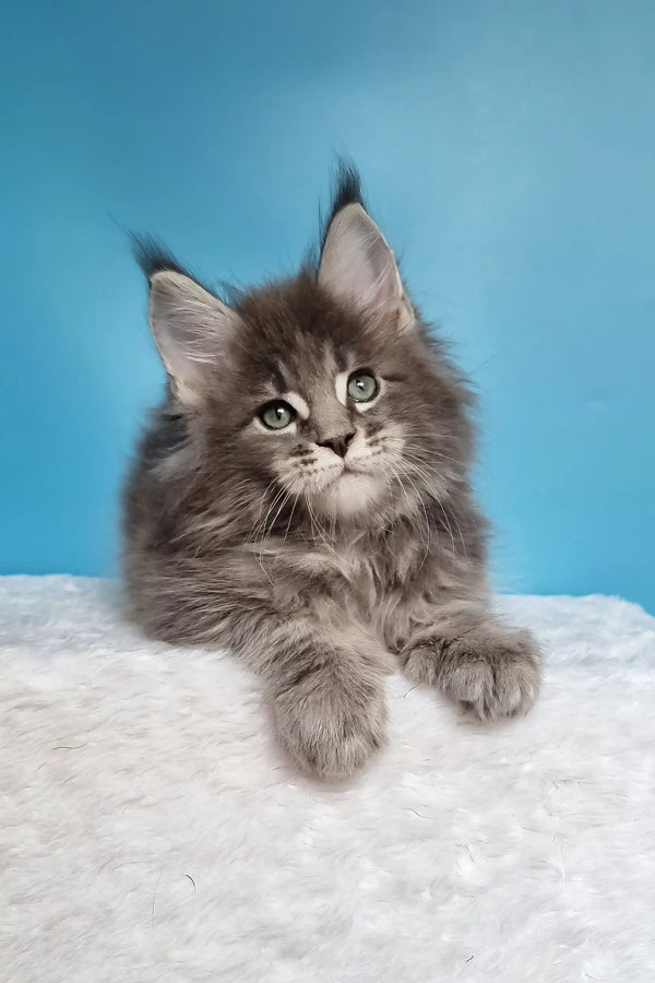 Jemir | polydactyl maine coon