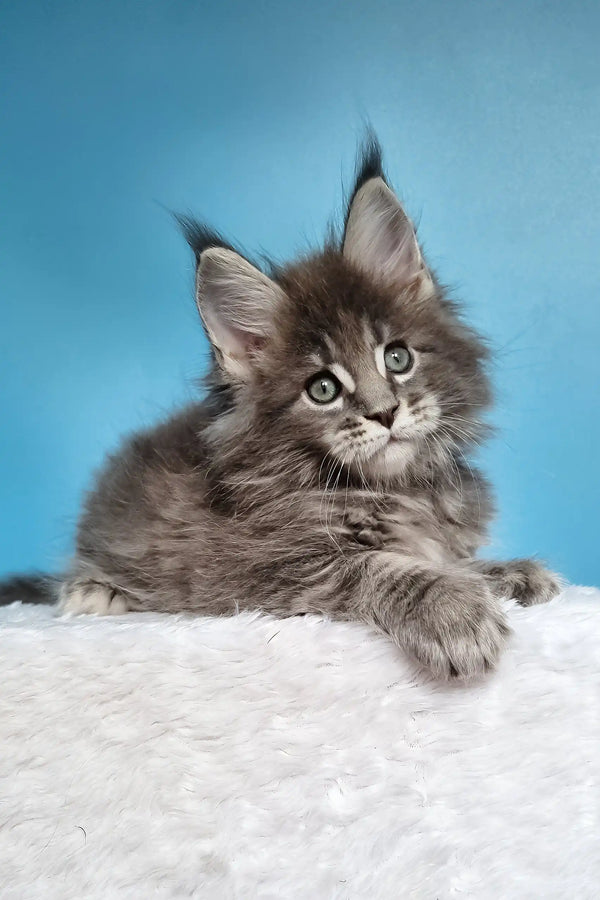 Jemir | polydactyl maine coon