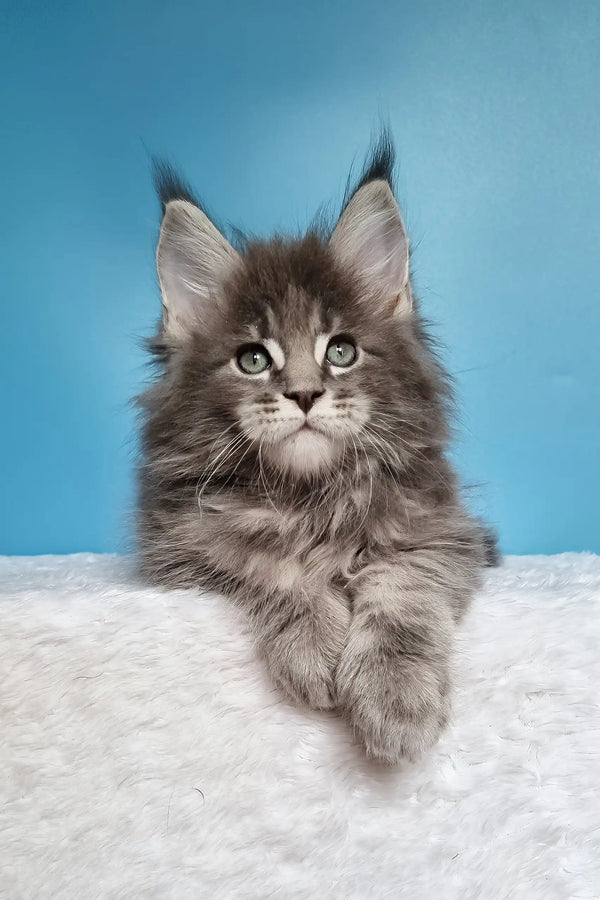 Jemir | polydactyl maine coon