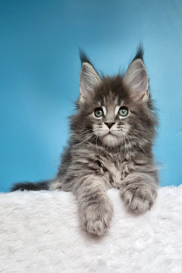 Jemir | polydactyl maine coon
