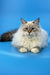 Fluffy Ragdoll cat with blue eyes and cream fur featured in Jenis Siberian Kitten