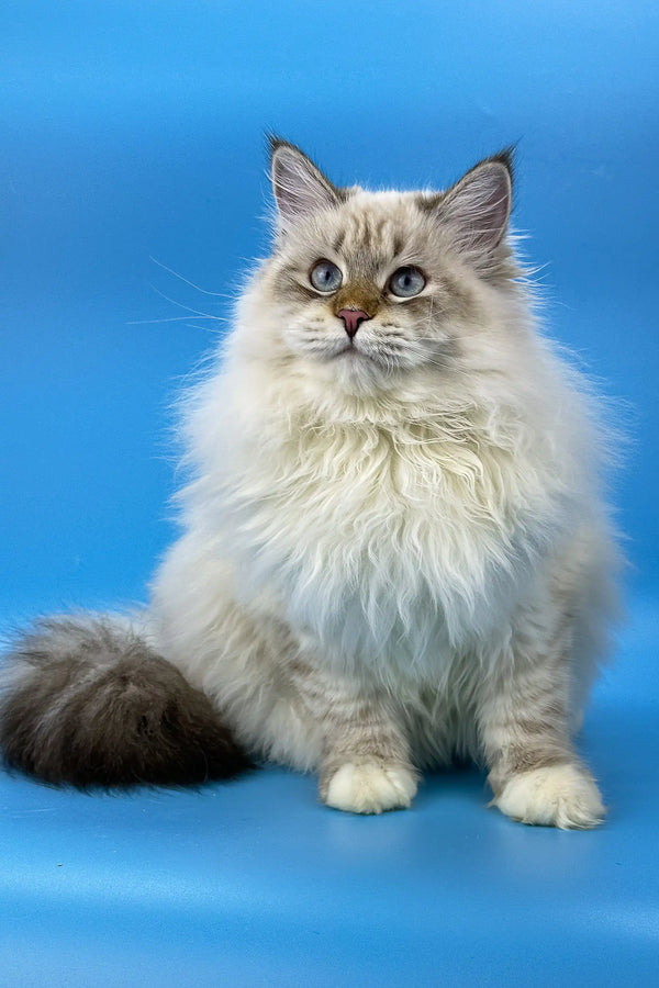 Fluffy Ragdoll cat with blue eyes and cream fur on Jenis Siberian Kitten product