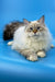 Fluffy Ragdoll cat with blue eyes and cream fur from Jenis Siberian Kitten