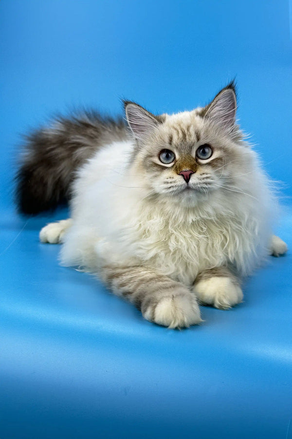 Fluffy Ragdoll cat with blue eyes and cream fur from Jenis Siberian Kitten