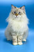 Cute Fluffy Ragdoll cat with blue eyes and cream fur from Jenis Siberian Kitten