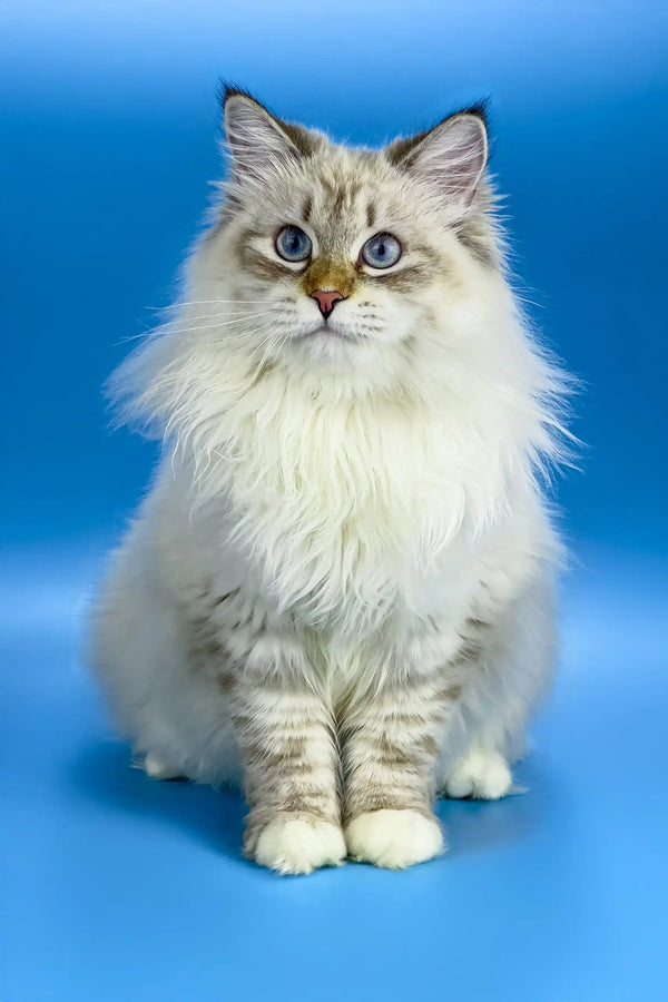 Cute Fluffy Ragdoll cat with blue eyes and cream fur from Jenis Siberian Kitten