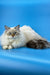 Fluffy Ragdoll cat with blue eyes featured in Jenis Siberian Kitten product