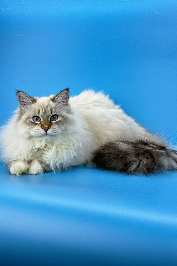 Fluffy Ragdoll cat with blue eyes featured in Jenis Siberian Kitten product