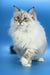 Fluffy Ragdoll cat with blue eyes featured in Jenis Siberian Kitten product