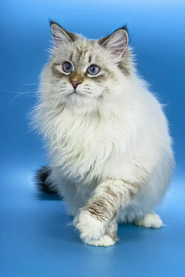 Fluffy Ragdoll cat with blue eyes featured in Jenis Siberian Kitten product