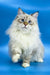 Fluffy Ragdoll cat with blue eyes and cream points in Jenis Siberian Kitten product