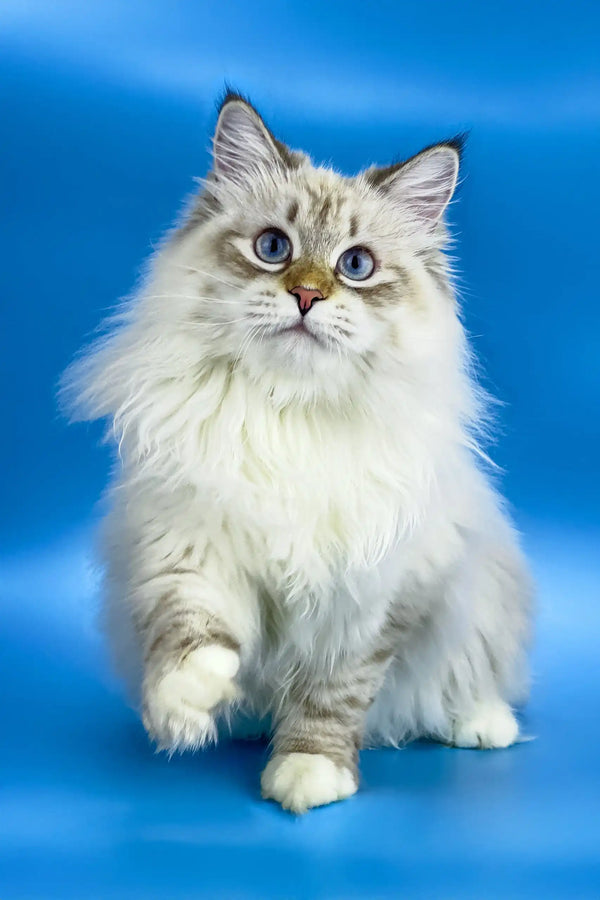 Fluffy Ragdoll cat with blue eyes and cream points in Jenis Siberian Kitten product