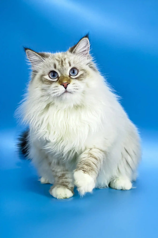 Fluffy Ragdoll cat with blue eyes and light brown markings, perfect for Jenis Siberian Kitten