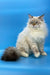 Fluffy Ragdoll cat with grey points and a luxurious tail for Jenis Siberian Kitten