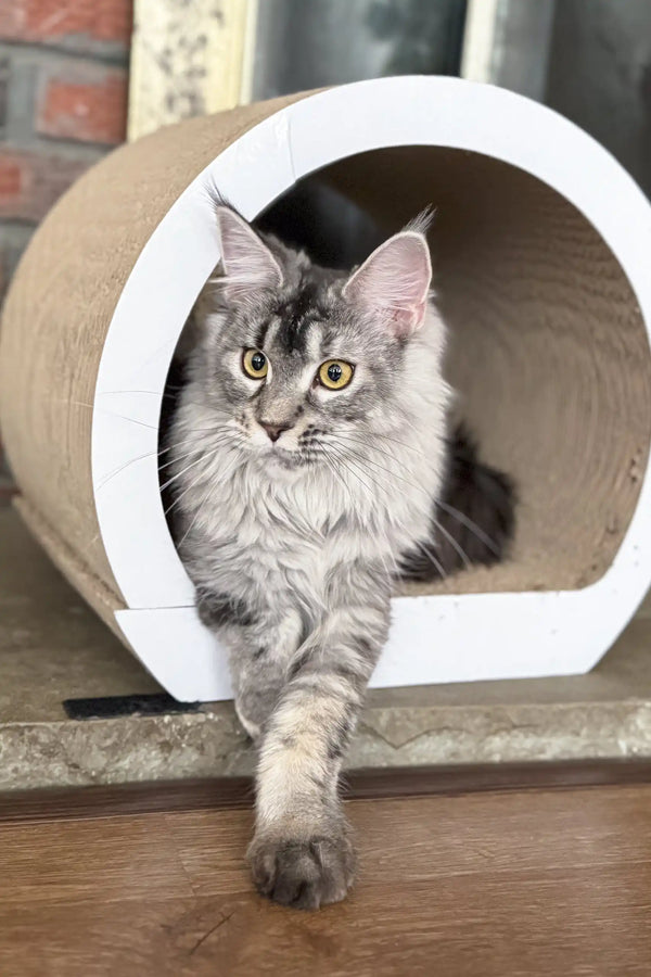 Gray Maine Coon cat chillin’ in a cardboard house as part of Jenna | Maine Coon Kitten