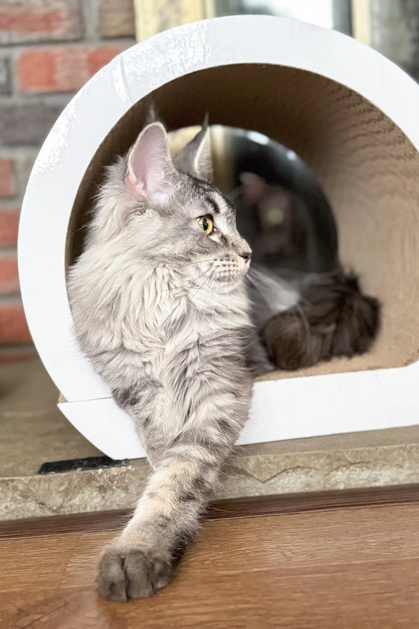 Gray Maine Coon cat exploring a cozy white tunnel in Jenna’s kitten collection