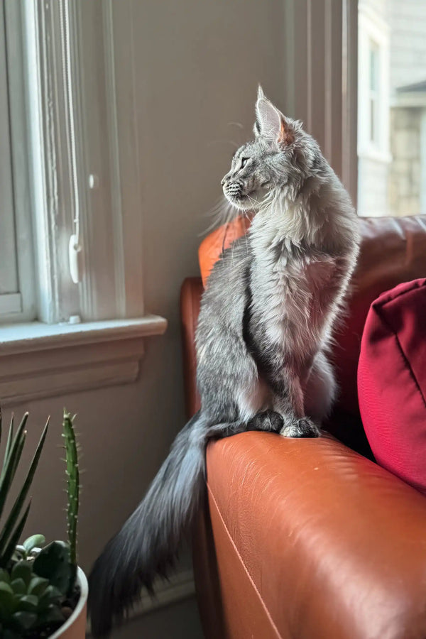 Gray Maine Coon cat lounging in the Jenna Maine Coon Kitten product display