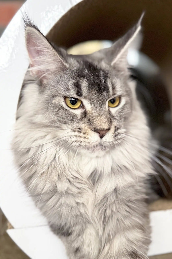 Gray Maine Coon kitten named Jenna, playful and adorable with fluffy fur