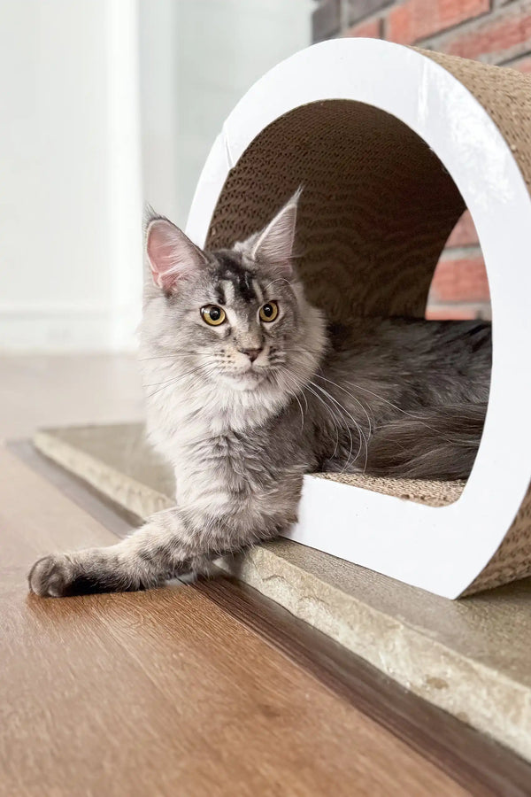 Gray Maine Coon cat exploring a fun cardboard tunnel, perfect for Jenna Kitten