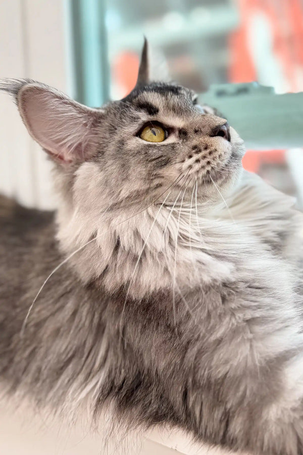 Gray tabby Maine Coon kitten named Jenna looking adorable and playful