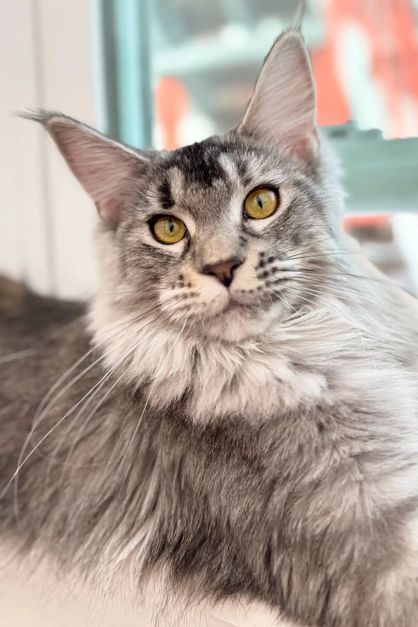 Adorable Silver Tabby Maine Coon Kitten named Jenna, ready for fun and cuddles
