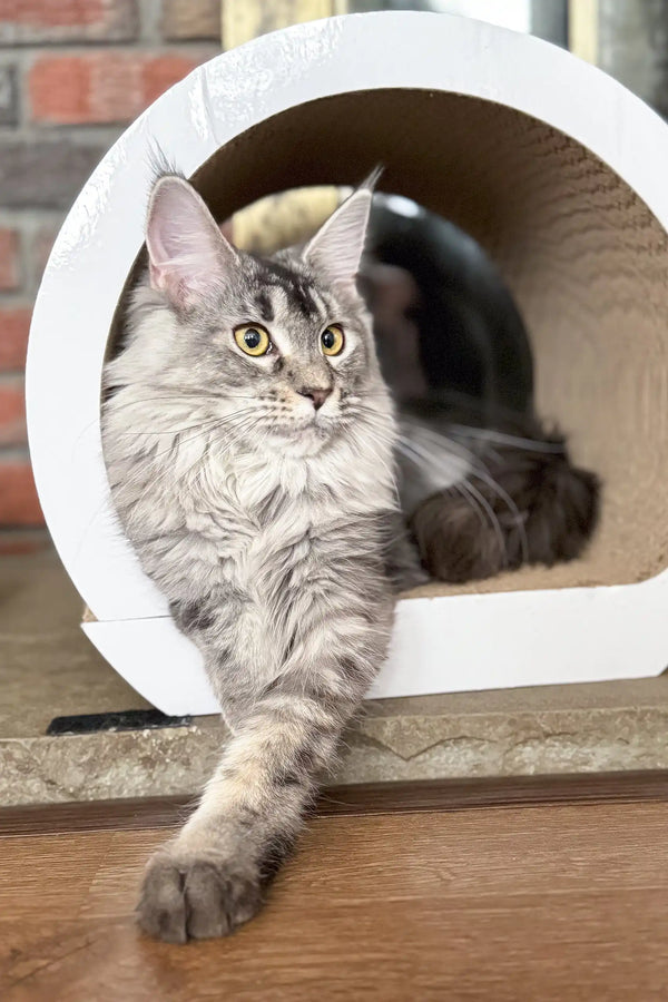 Silver tabby Maine Coon kitten chilling in a cozy white cat house named Jenna