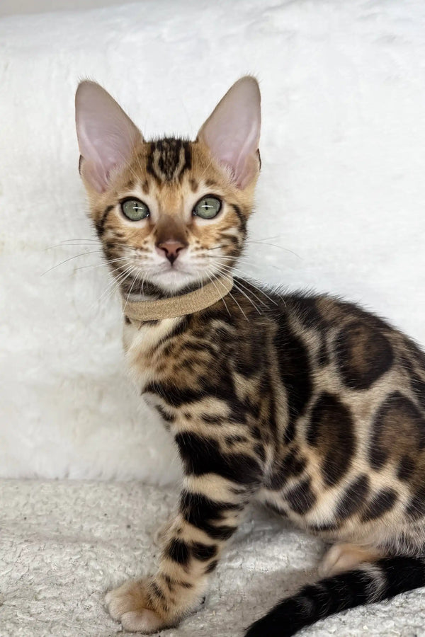 Spotted Bengal kitten named Jeremy wearing a stylish collar for sale