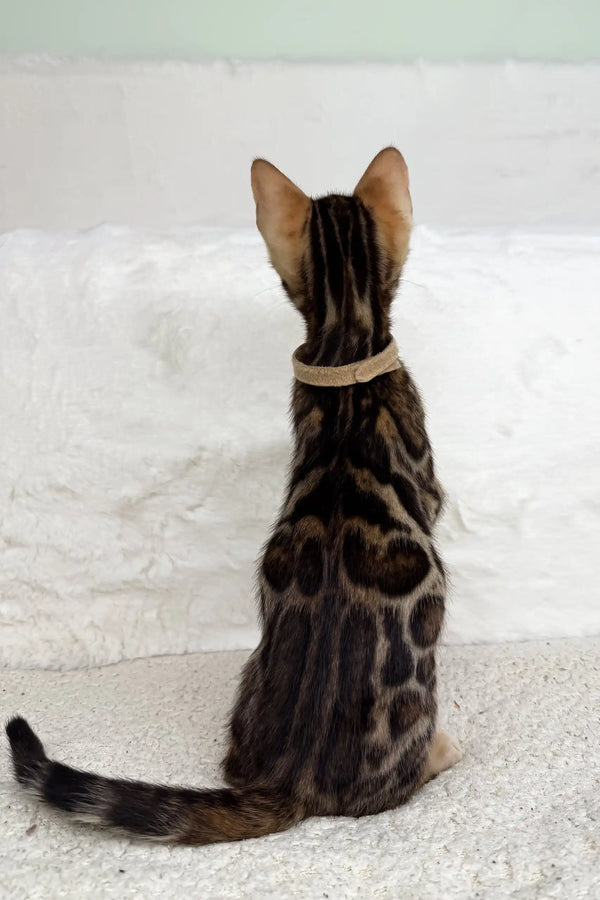 Spotted Bengal kitten named Jeremy wearing a cute collar ready for adoption