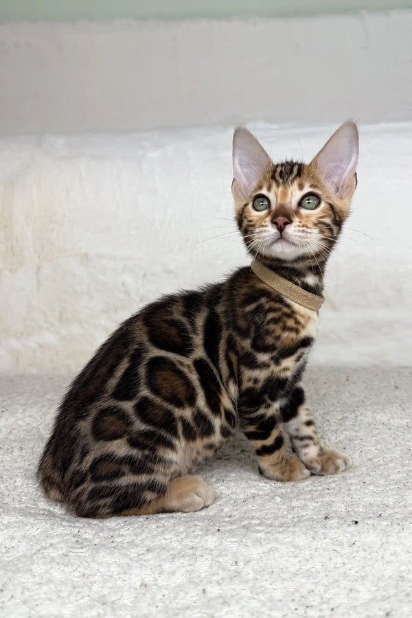 Cute Spotted Bengal kitten in collar from Jeremy | Bengal Kitten collection