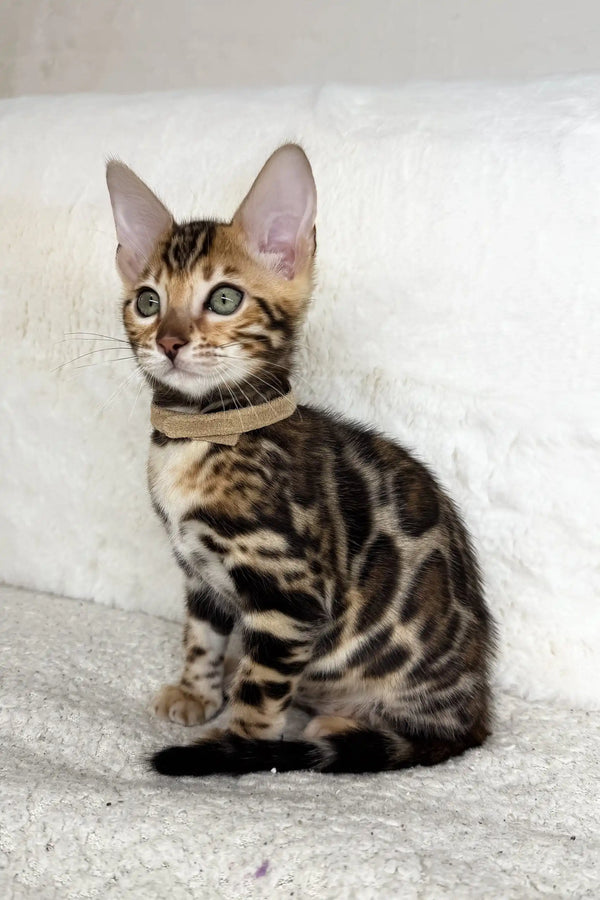 Adorable Spotted Bengal Kitten named Jeremy wearing a stylish collar
