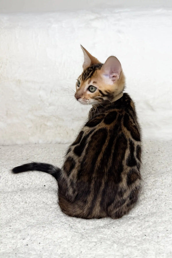 Adorable Spotted Bengal kitten named Jeremy ready for a loving home