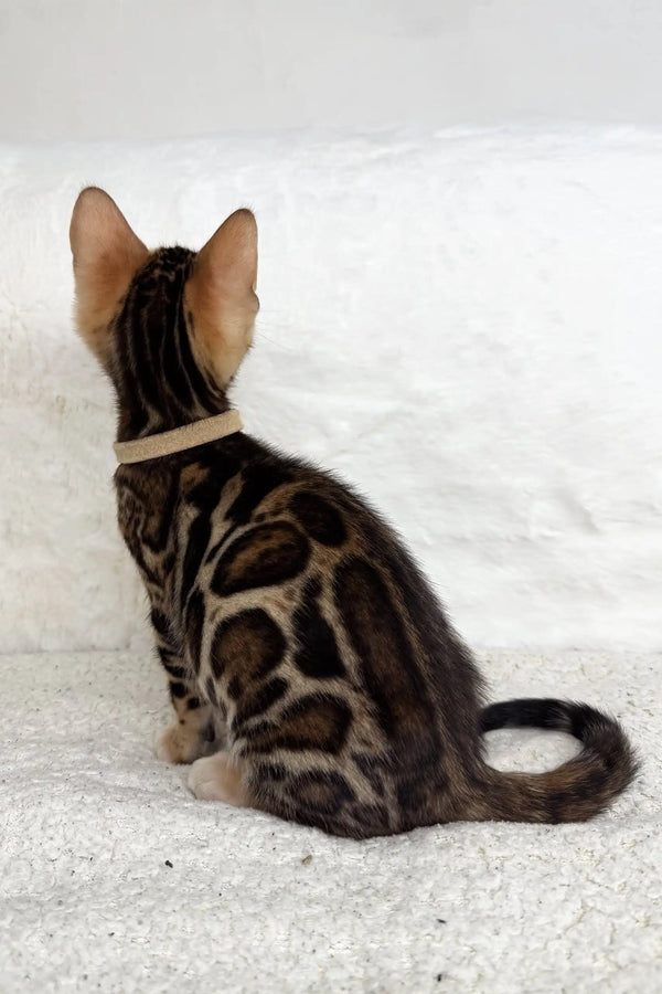 Spotted brown and tan Bengal Kitten named Jeremy wearing a cute collar