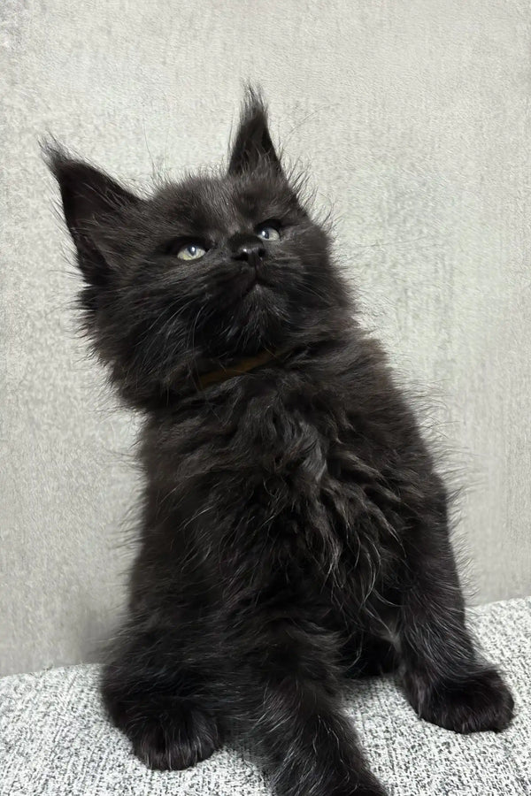 Jericho | maine coon kitten