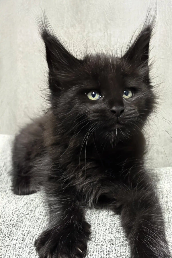 Jericho | maine coon kitten