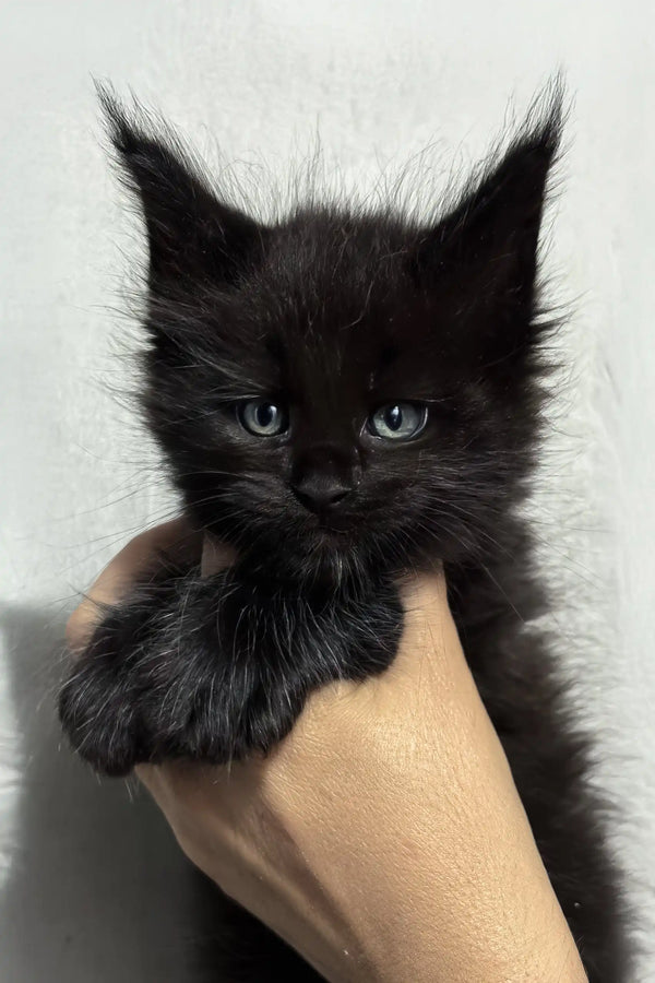 Jericho | maine coon kitten