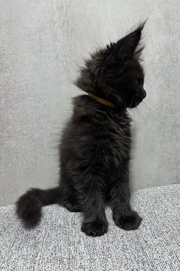 Jericho | maine coon kitten